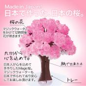 Magic Sakura Japanese Tree Magically Growing Trees Kit