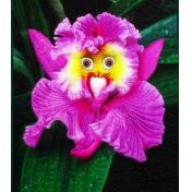 200-Pack of Variety of Monkey Face Orchid Seeds