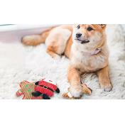Interactive Squeaky Christmas Toy for Pets