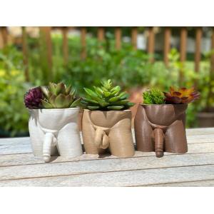 3D Printed Penis Planter Pot for Succulents and Cacti