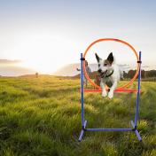 Dog Jump Ring Agility Kit Hoop Jump Set
