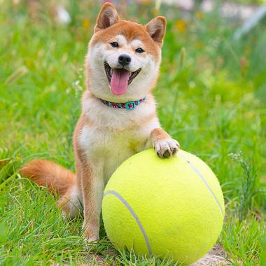 24CM Diameter Dog Chews Giant Pet Ball Tennis Ball