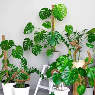 Flexible Indoor Plant Climbing Moss Pole Coconut Palm Stick